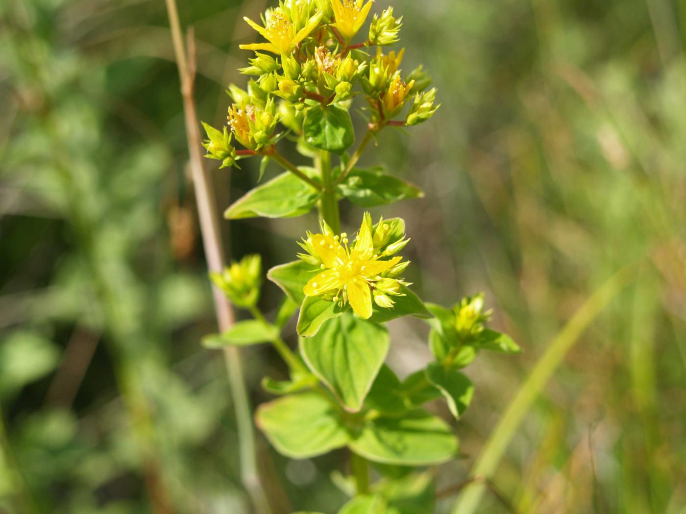 St. John's Wort, Square-stemmed